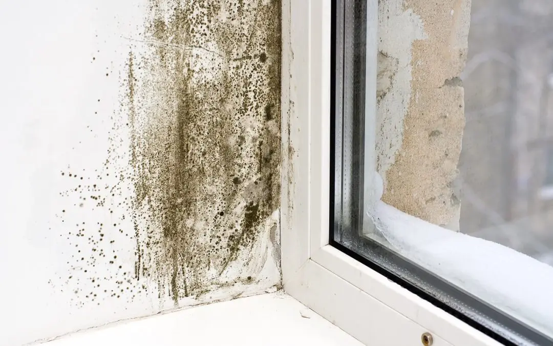 5 Signs of Mold in the Home