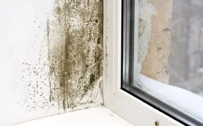 5 Signs of Mold in the Home