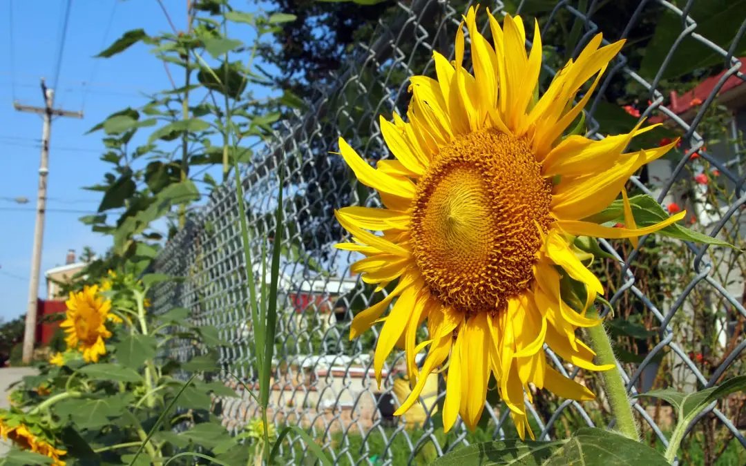 Planning for a New Fence: What You Need to Know