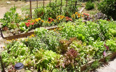 8 Essentials to Prepare Your Garden for Spring